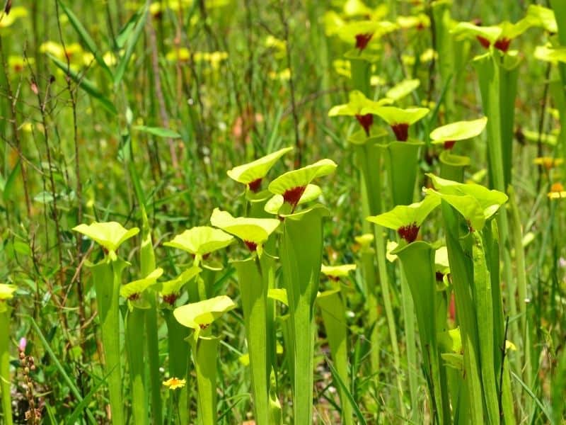 Yellow pitcher plant