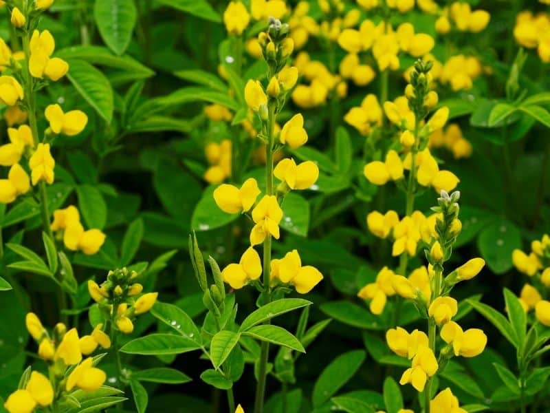 Yellow wild indigo