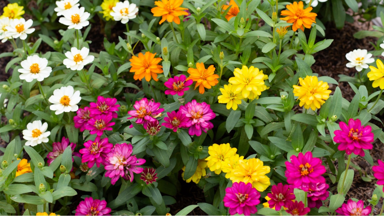 Zinnia flower in the garden