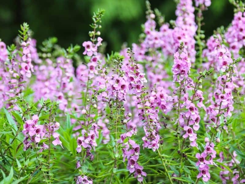 pink angelonia