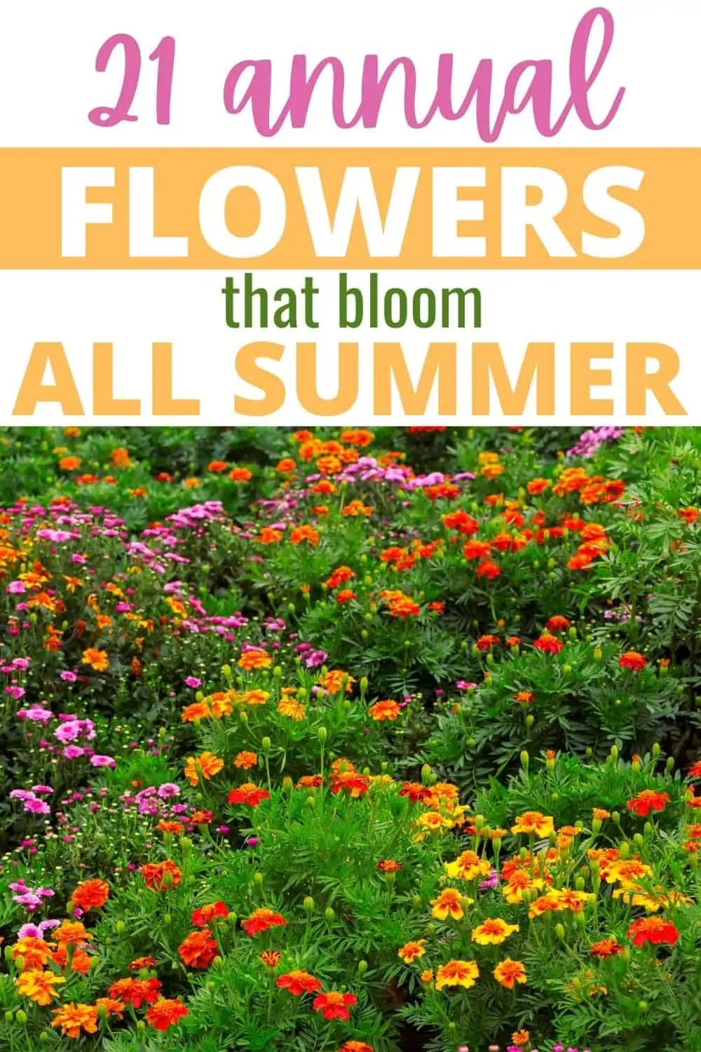 21 annual flowers that bloom all summer