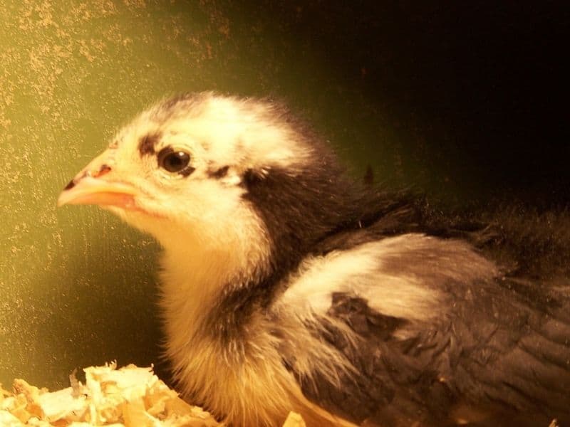 baby australorp