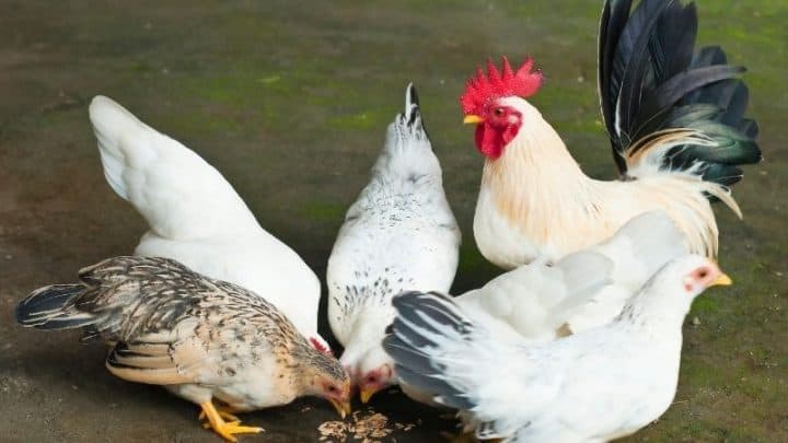 Raising Bantam Chickens In Your Backyard (Favorite Breeds)