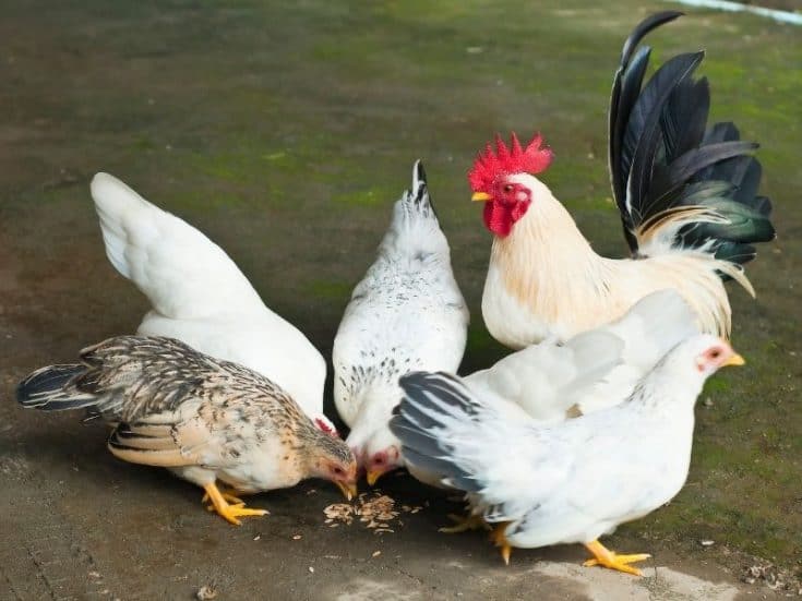 Raising Bantam Chickens In Your Backyard (Favorite Breeds)
