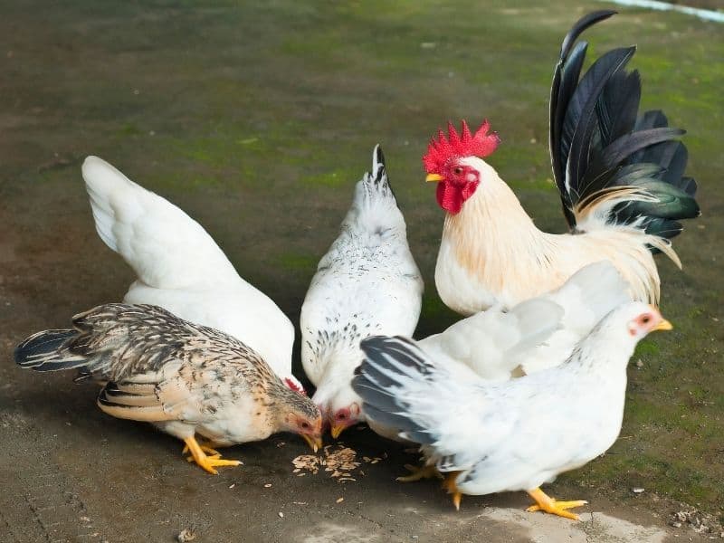 a group of cute bantam chickens