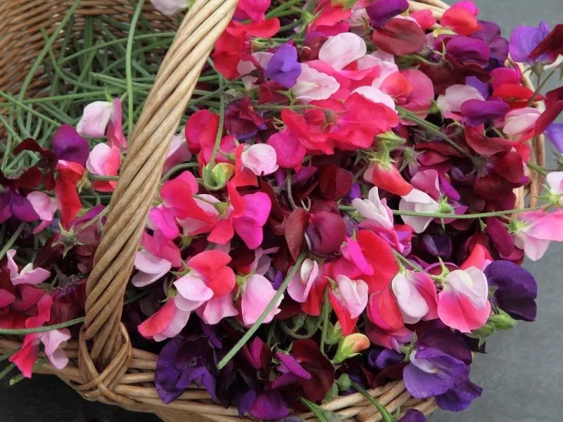 a basket full of sweet pea flowers