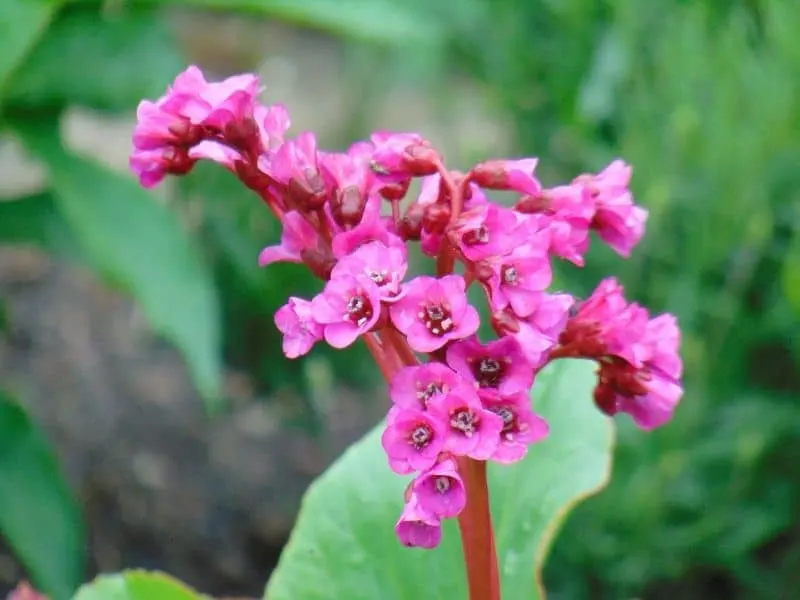 bergenia blooms