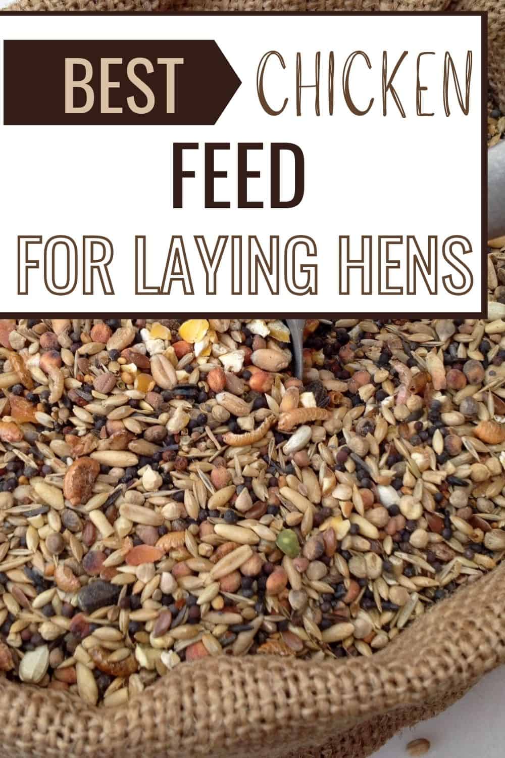 Best chicken feed for laying hens