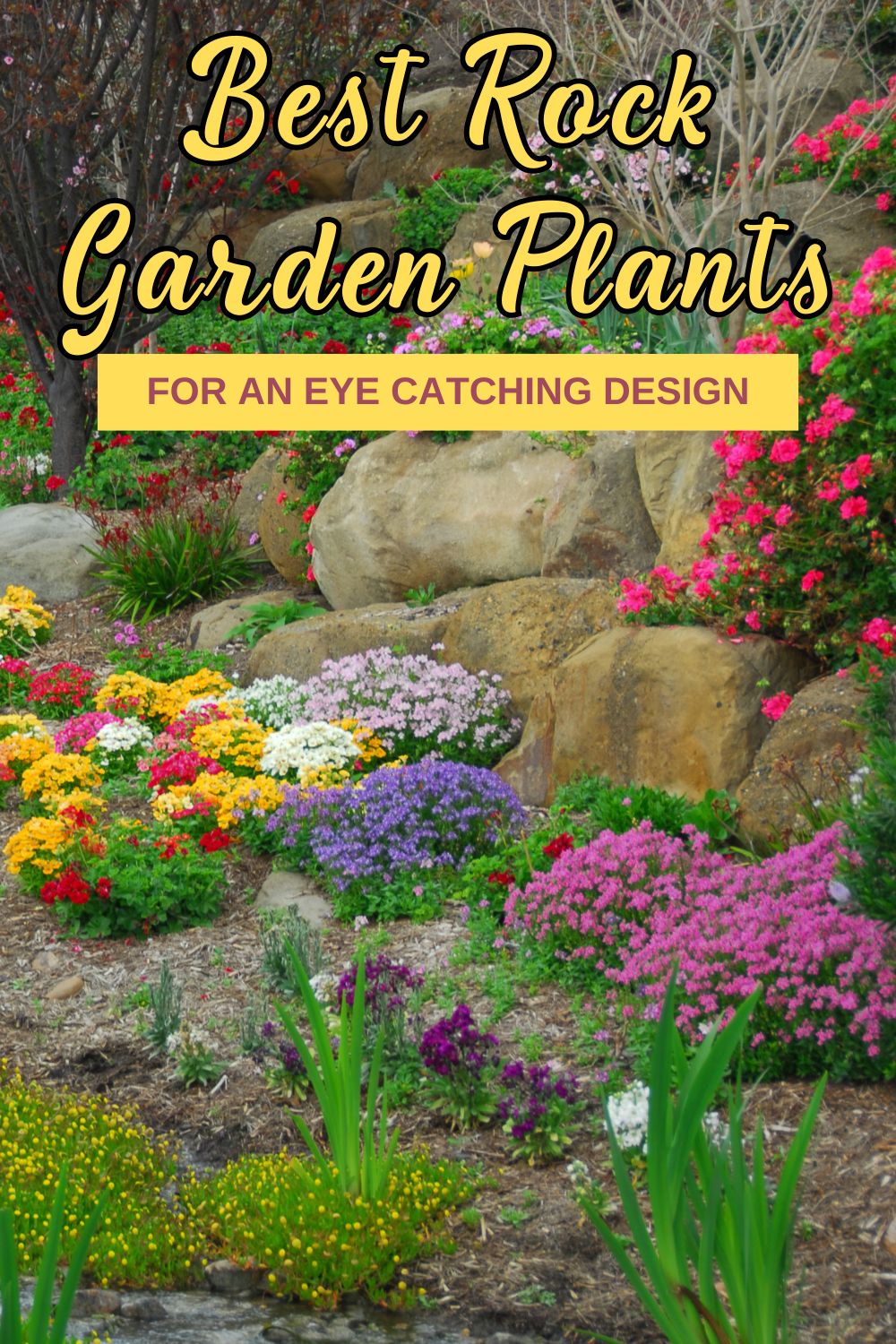 Best rock garden plants for an eye-catching design.