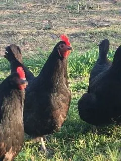 Black australorp chickens
