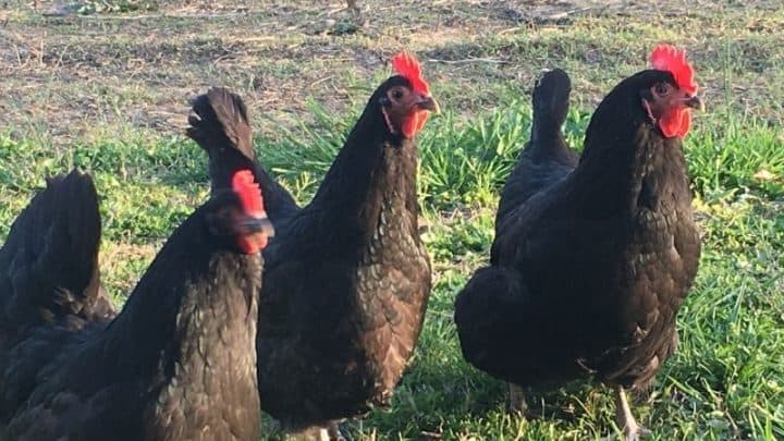 Guide To Raising Black Australorp Chickens