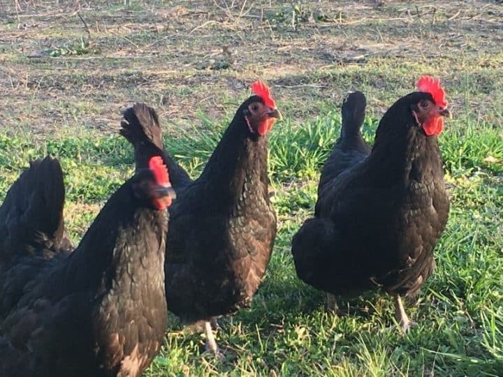 Guide To Raising Black Australorp Chickens