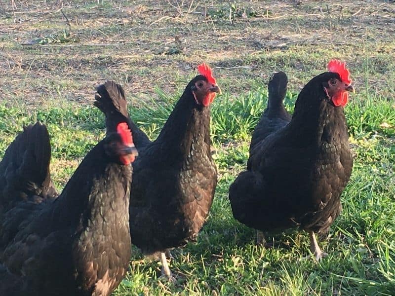 Black australorp chickens