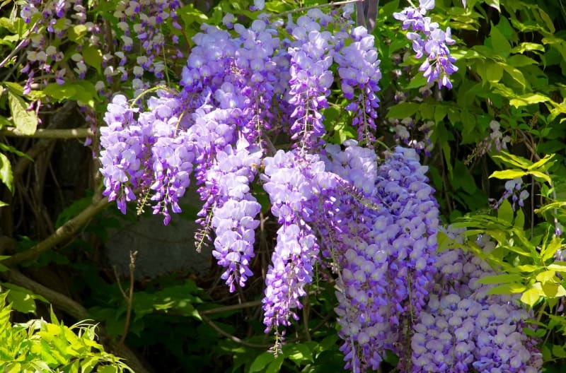 wisteria flowers