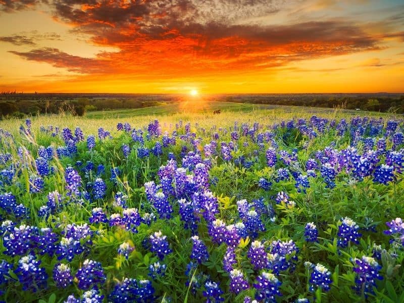 a field of bluebonnet flowers