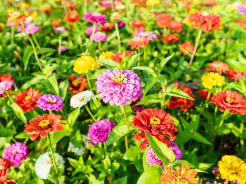 bright colored zinnia flowers