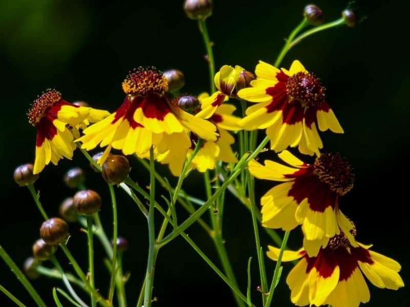 bright yellow coreopsis flowers