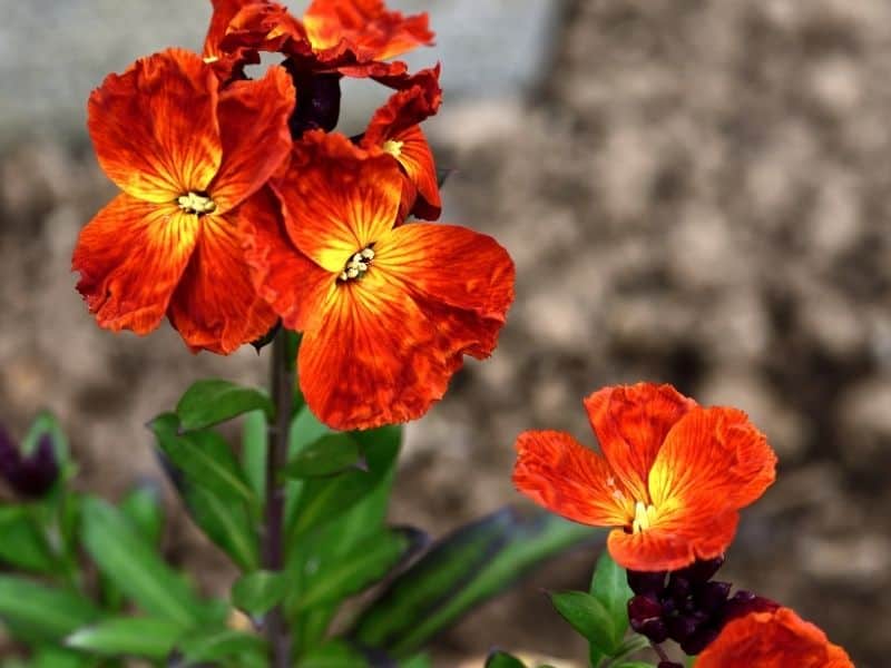 bright orange wallflowers