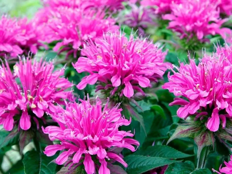bright pink bee balm flowers