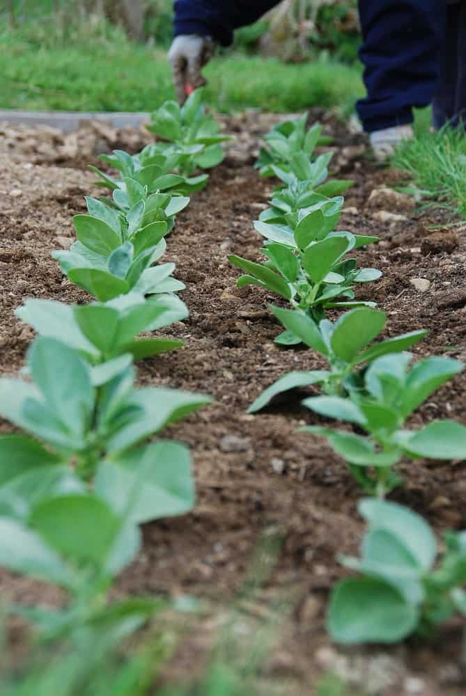broad beans planted in rows
