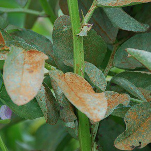 rust on broad beans leaves