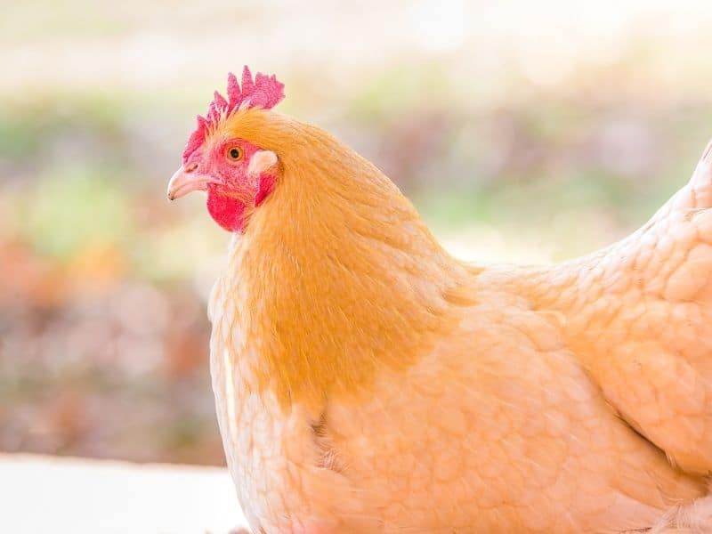 Raising Bantam Chickens In Your Backyard Favorite Breeds Raising Bantam Chickens In Your Backyard Favorite Breeds