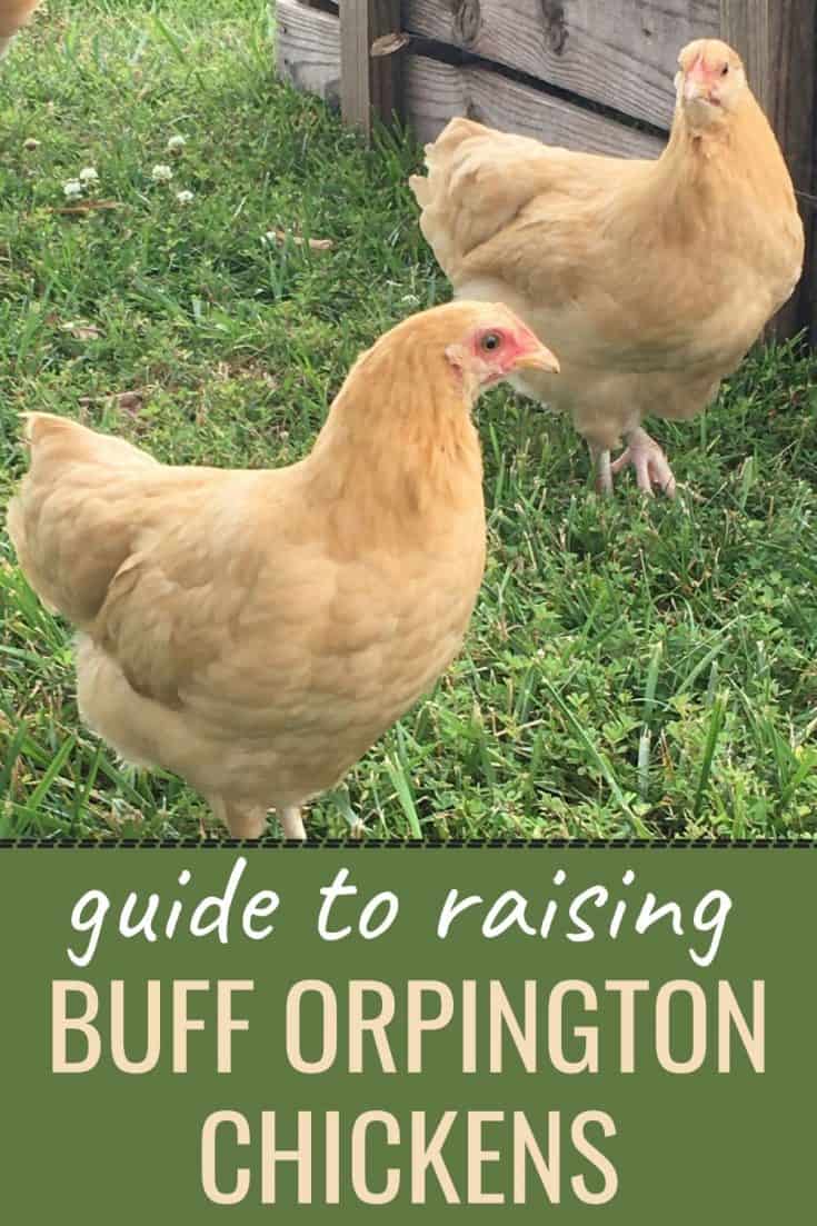 Guide To Raising Buff Orpington Chickens