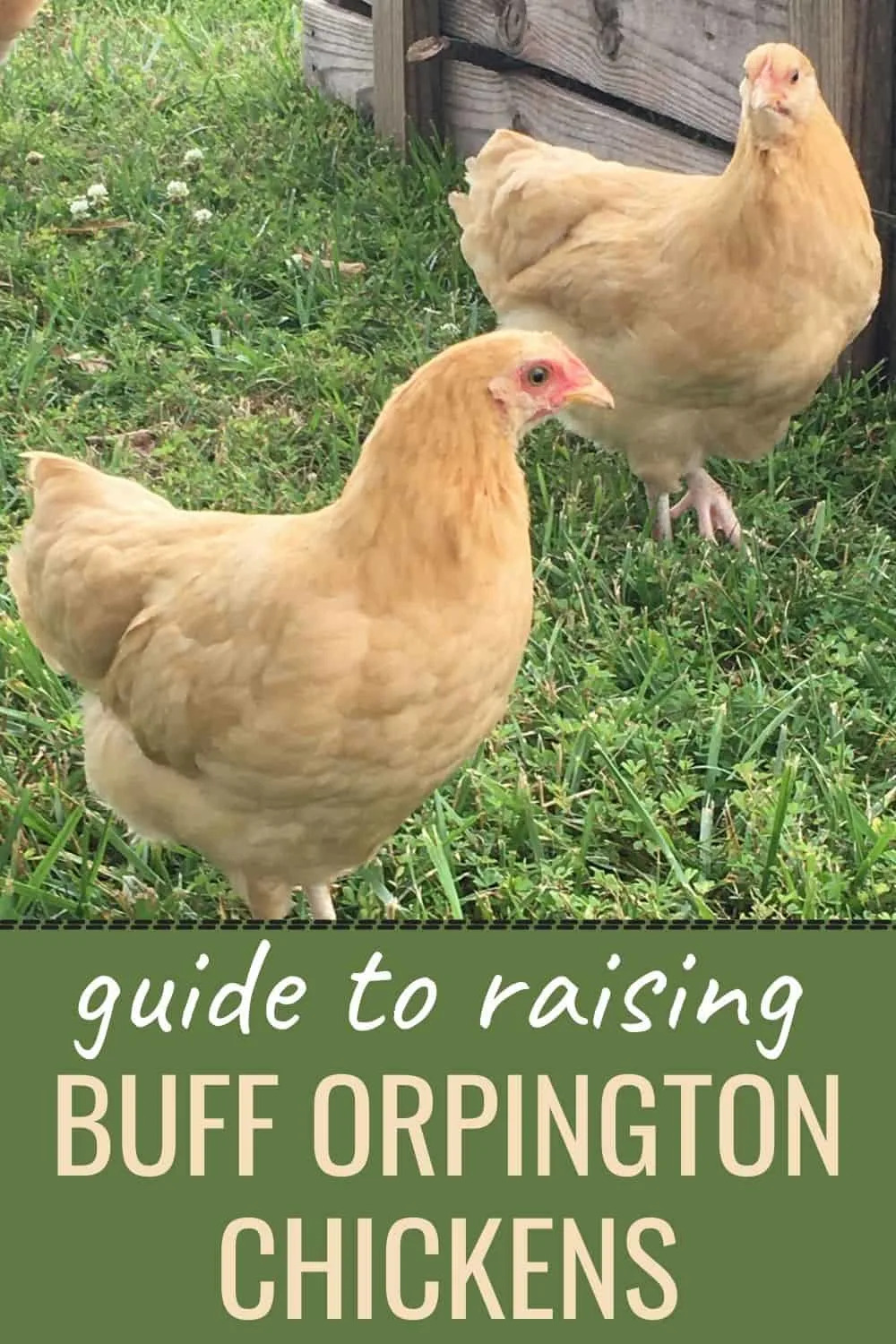 Guide to raising buff orpington chickens
