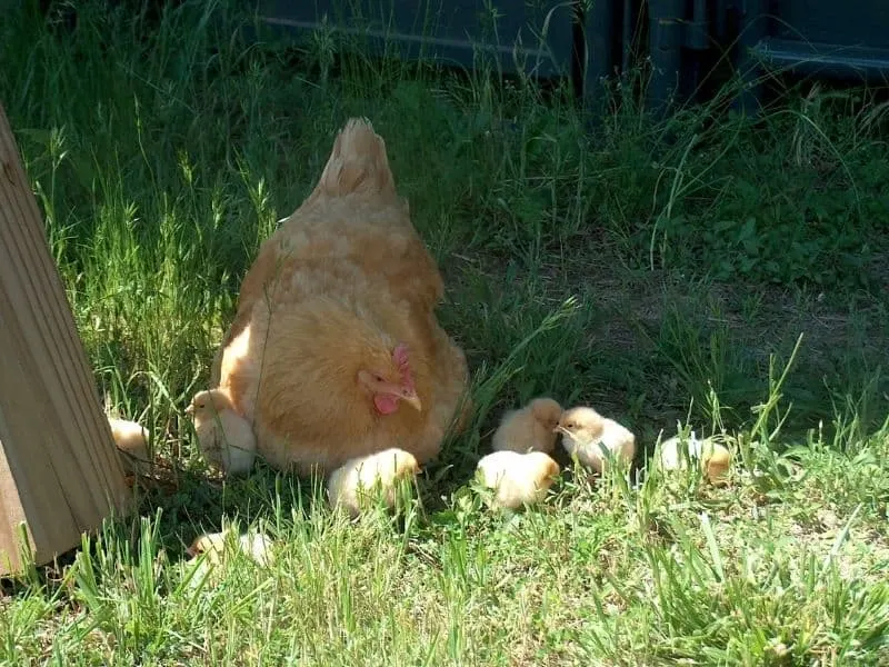 buff orpington mama