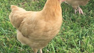 young buff orpington pullet