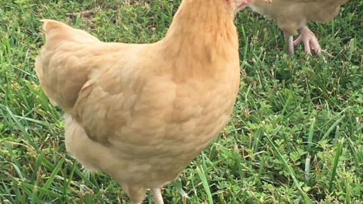 Guide To Raising Buff Orpington Chickens