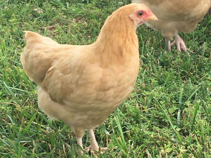 young buff orpington pullet