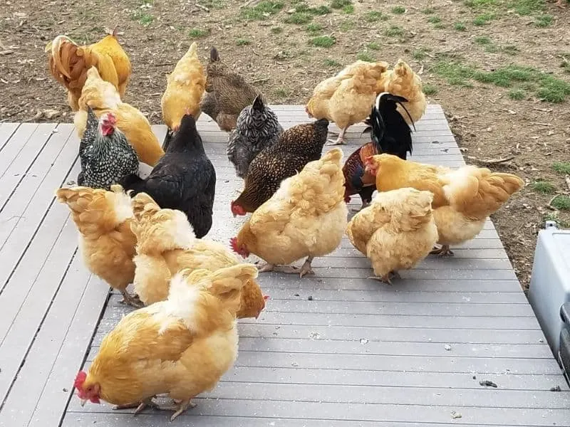 buff orpingtons and black australorps eating scratch