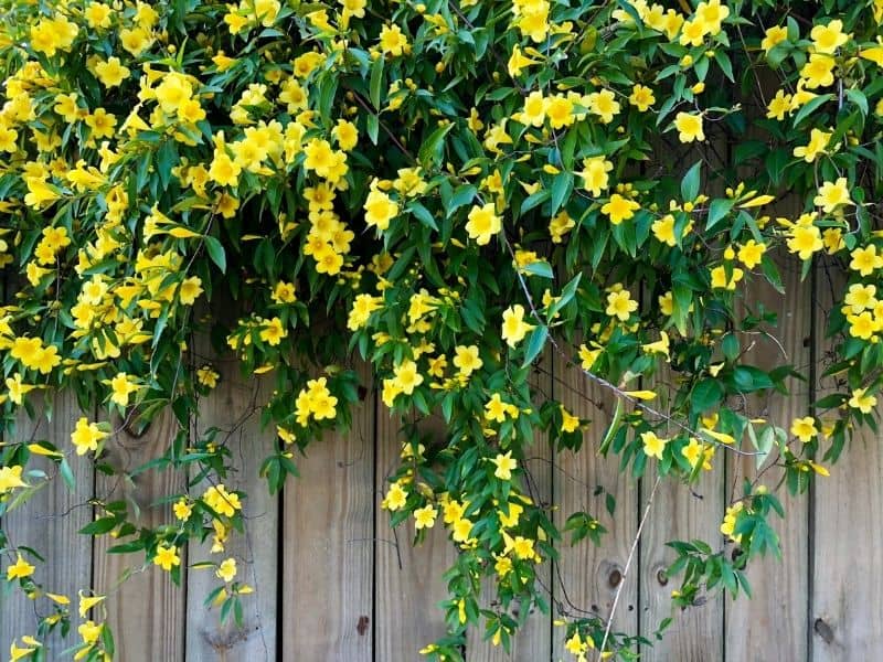 Carolina jessamine flowersdraped over a wooden fence