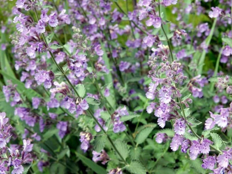 catmint flowers