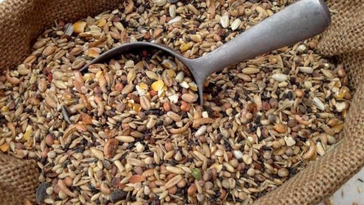 Best Chicken Feed For Laying Hens