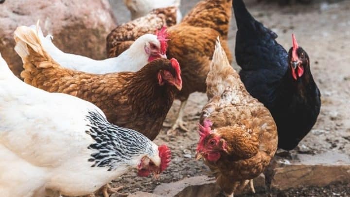 What Is Marek’s Disease In Chickens