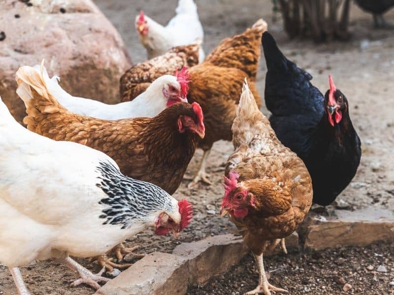 chickens in the backyard