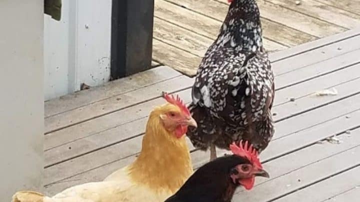 10 Best Brown Egg Laying Chicken Breeds