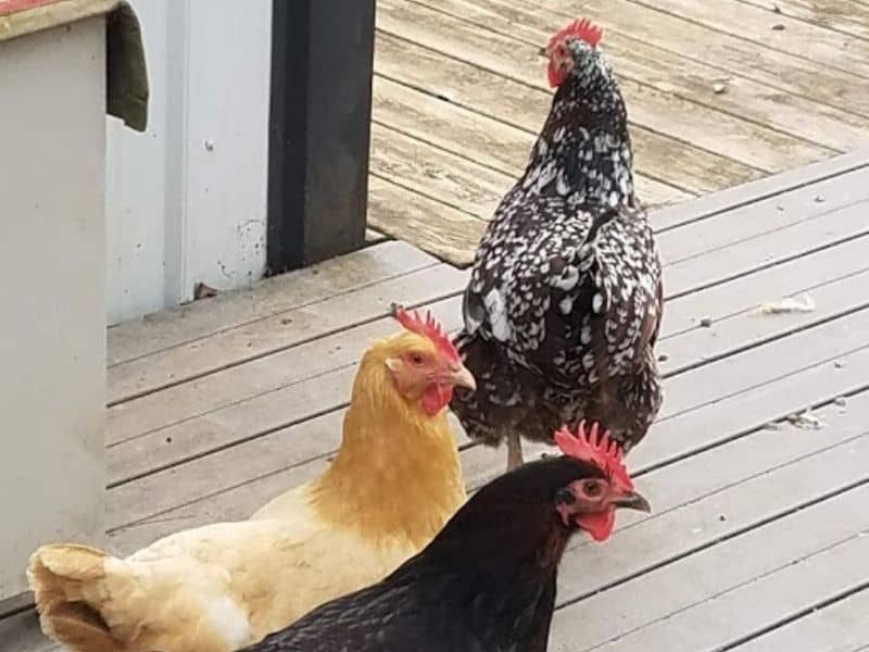 3 chickens that lay brown eggs: buff orpington, black australorp, and wyandotte