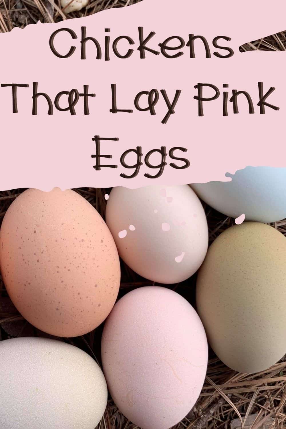 Chickens that lay pink eggs