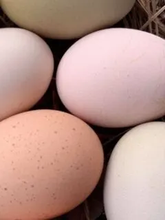 colorful fresh eggs.