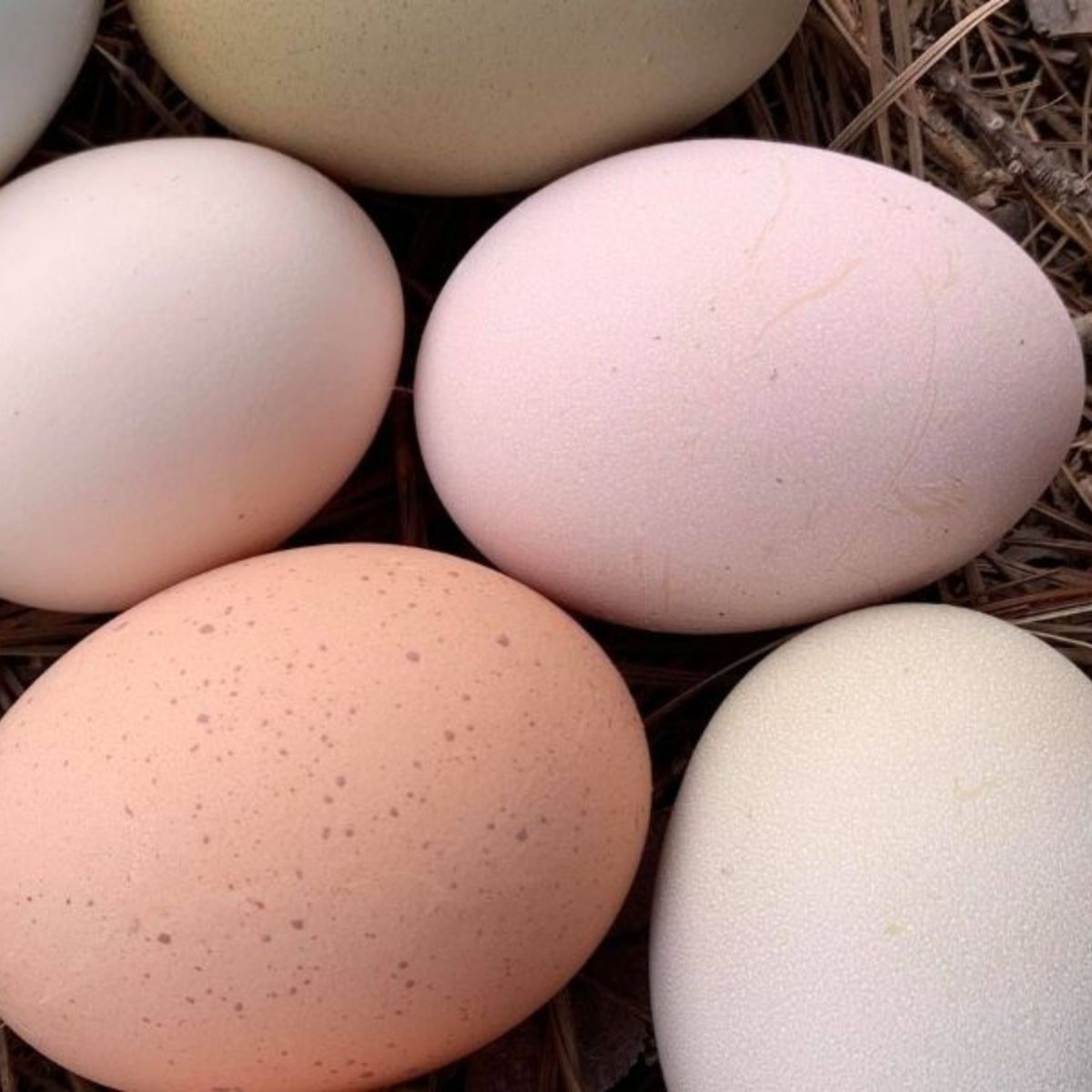 colorful fresh eggs.