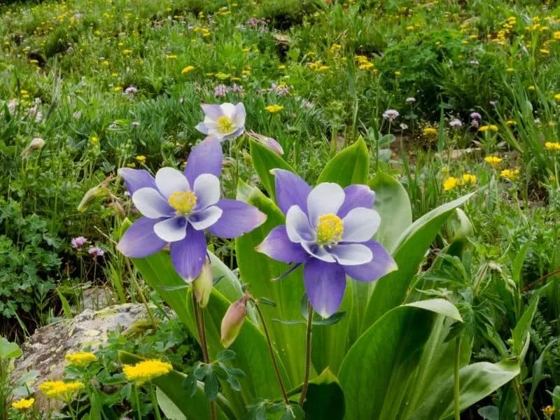 columbine flowers in a rock garden