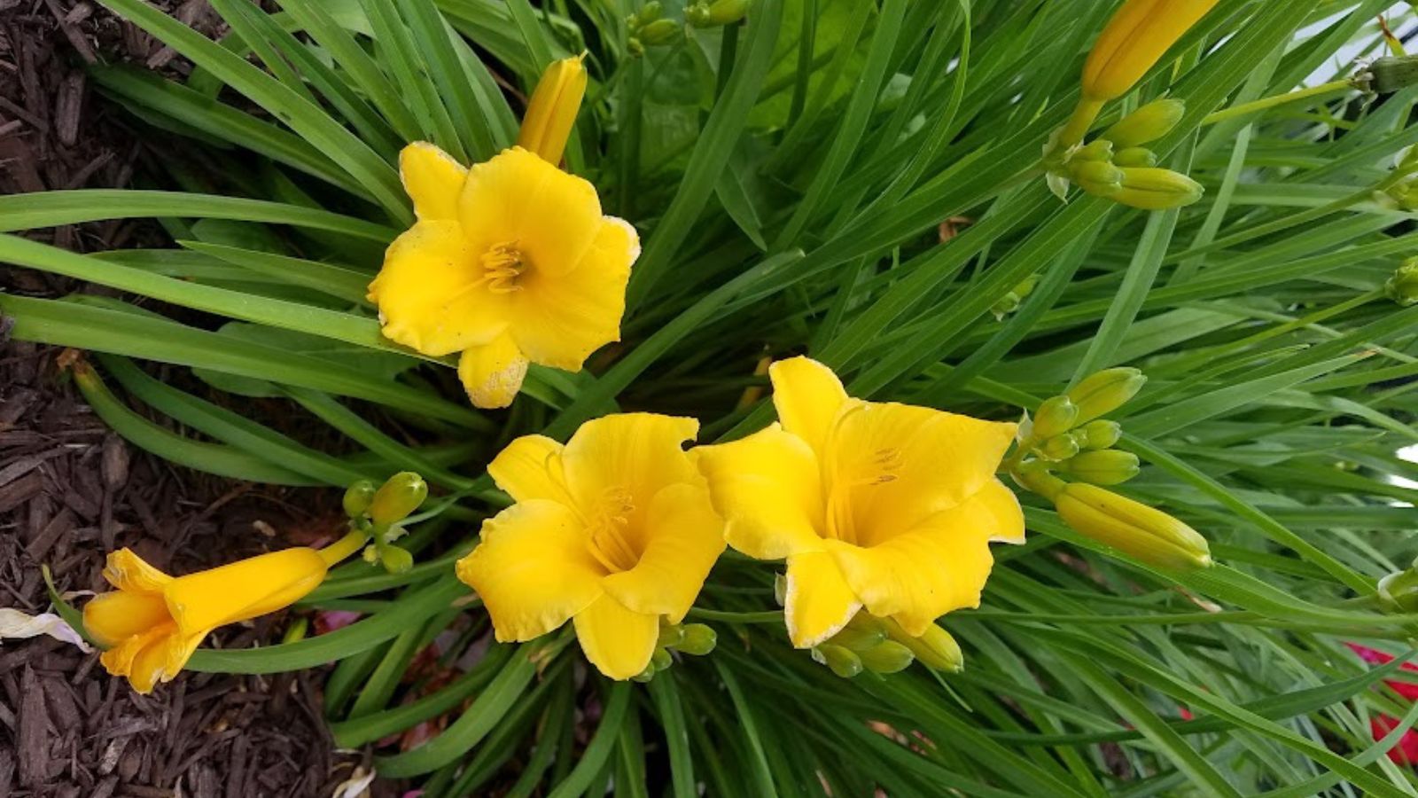 yellow daylilies in bloom.