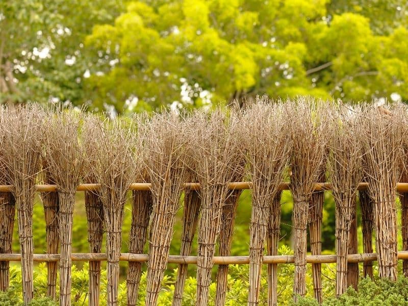 dried brush fence