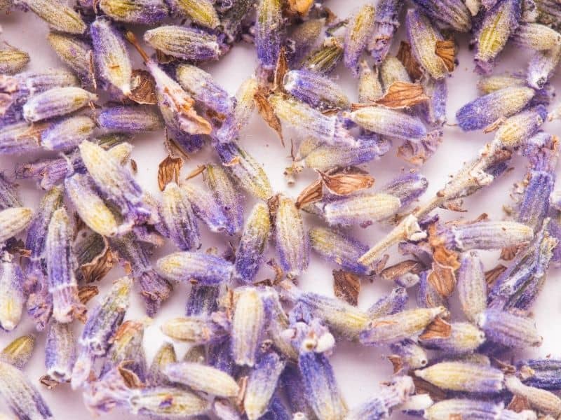 dry lavender buds