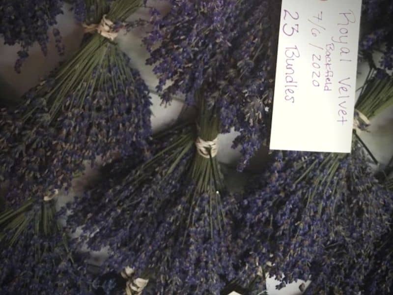 lavender hanging out to dry