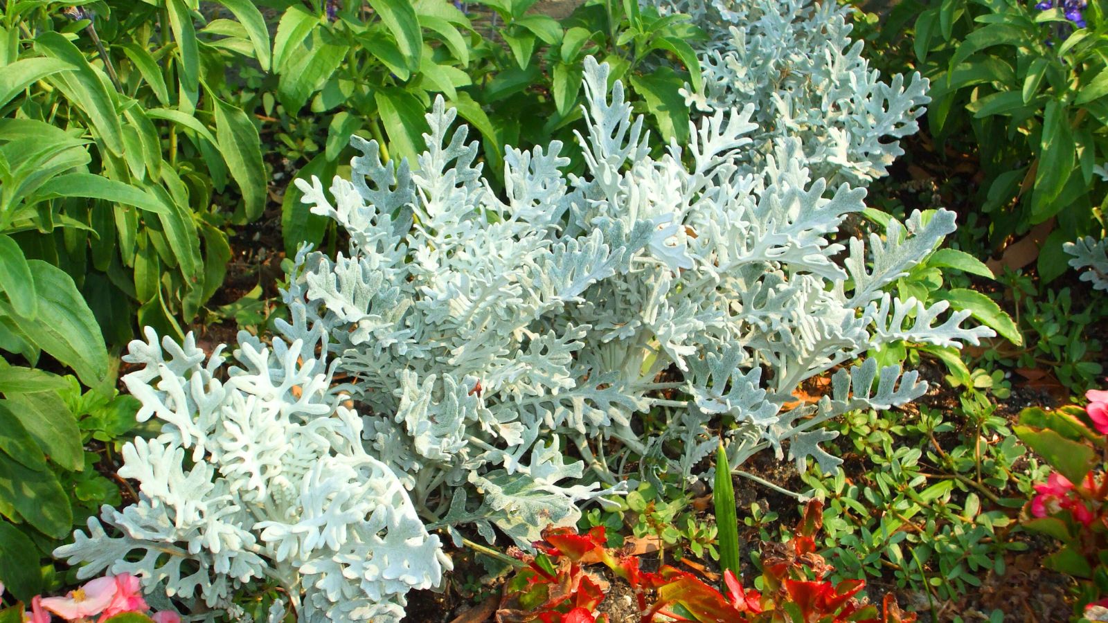 dusty Miller plant.