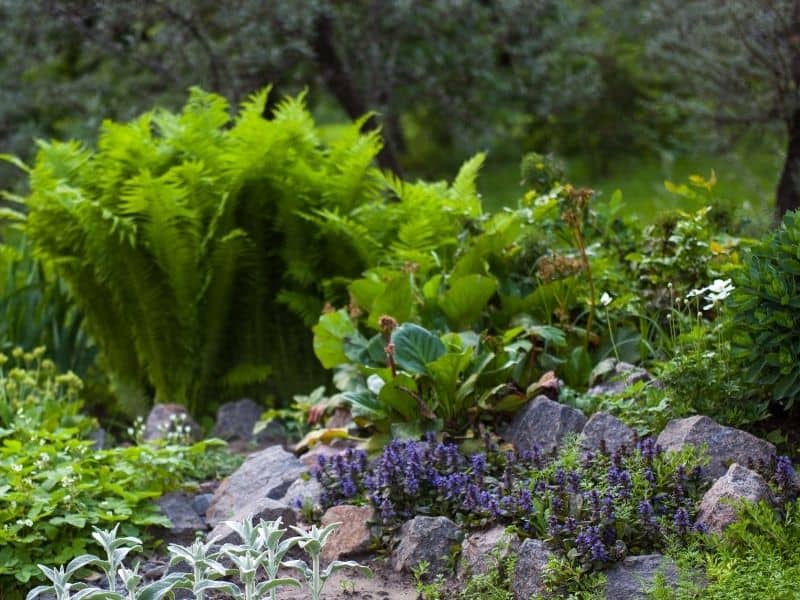 ferns planted in a rock garden with other flowers